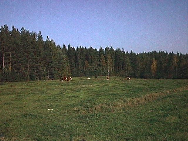 Kuva
