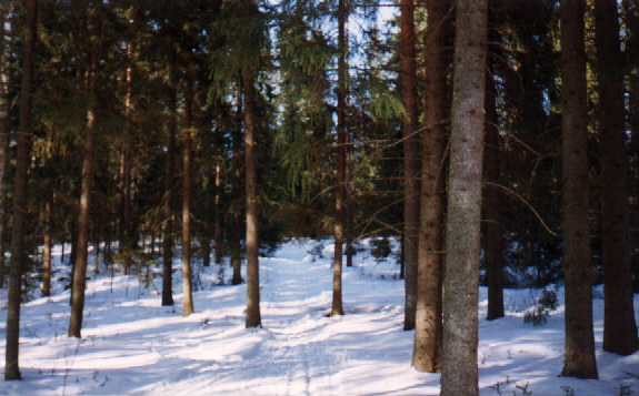 Talvi