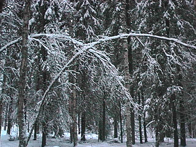 Joulukuu 1998